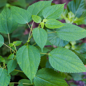 thumbnail of Smallspike False Nettle