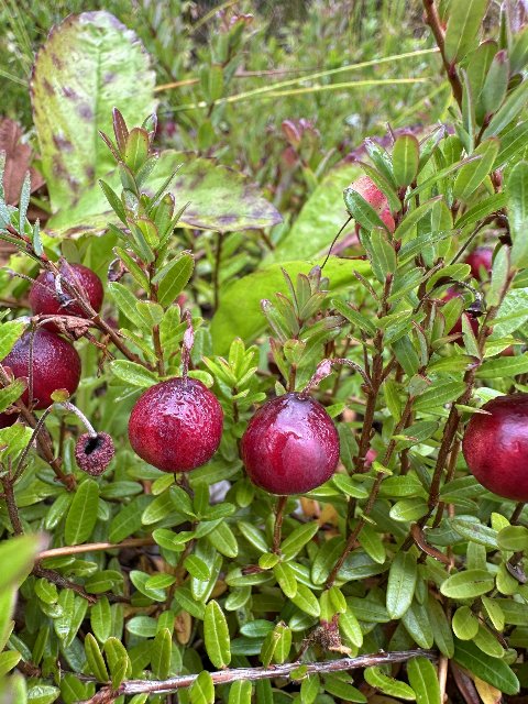 red cranberries growing on plants, with small, oval-shaped leaves on small reddish twigs