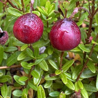 red cranberries growing on plants, with small, oval-shaped leaves on small reddish twigs