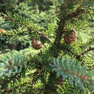 picea mariana black spruce tree