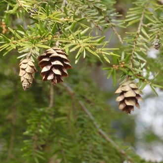 Eastern Hemlock