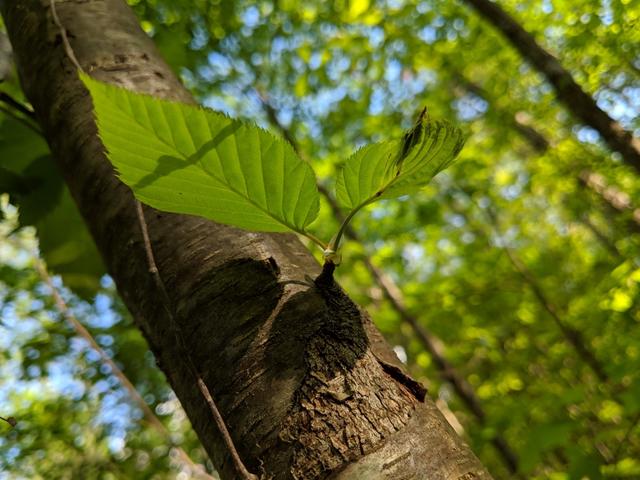 shiny dark grey tree trunk with sprouting growth showing two leaves with prominent veins and serrated margins, in a forest