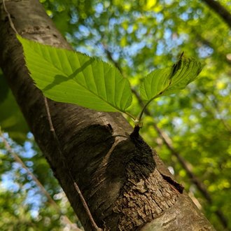 shiny dark grey tree trunk with sprouting growth showing two leaves with prominent veins and serrated margins, in a forest