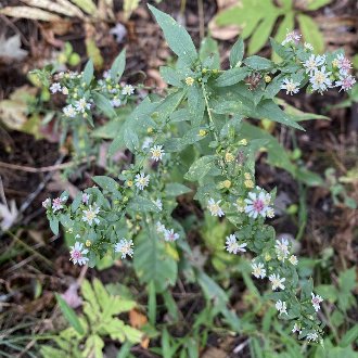 Calico Aster