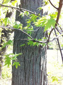 tree trunk with gray bark with long, scaly vertical furrows, some branches with deeply-lobed maple leaves