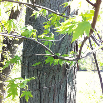 tree trunk with gray bark with long, scaly vertical furrows, some branches with deeply-lobed maple leaves