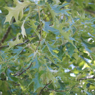 Cherrybark Oak