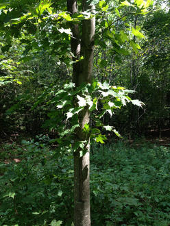 small tree trunk with smooth pale gray bark, sun-illuminated leaves higher up, in a rich forest with thick understory