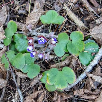 thumbnail of Round-lobed Liverleaf