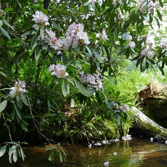thumbnail of Great Laurel