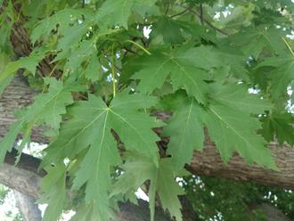 maple leaves on a tree, showing deep lobes and sharply-serrated margins, in front of a thick, mostly-horizontal branch
