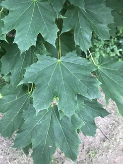 broad maple leaves, pointy lobes, dark green color, rather shiny