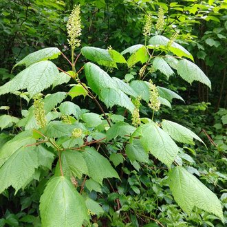 thumbnail of Mountain Maple