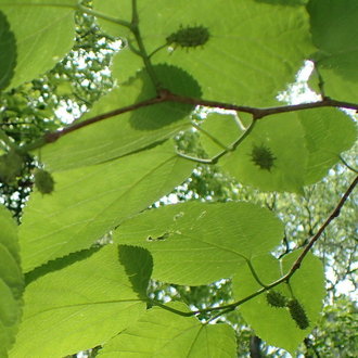 thumbnail of Red Mulberry