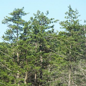 thumbnail of Atlantic White Cedar
