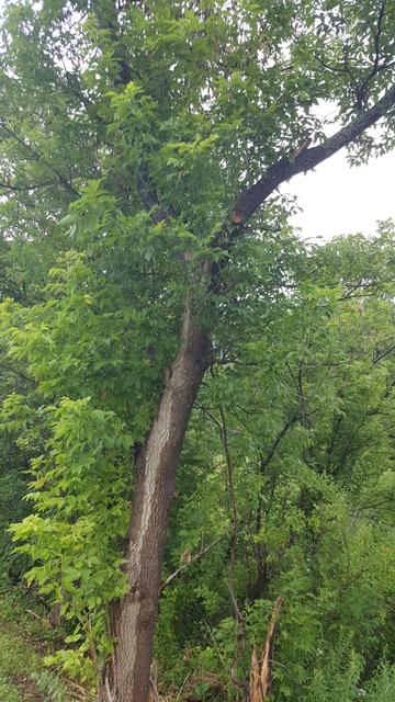 tree with a crooked trunk, leaning slightly then curving at the top, dense foliage on one side but not the other
