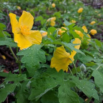 Celandine Poppy