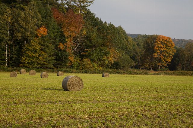 Hay bales in a field with forest in the background, showing some fall colors but still mostly green