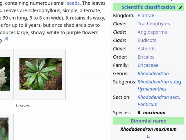 Wikipedia screenshot showing taxobox for Rhododendron maximum on the right