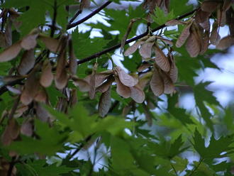 numerous brown samaras hanging from a tree branch, deeply-lobed green leaves behind