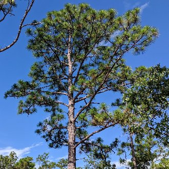 Longleaf Pine