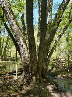 large tree growing in swampy ground with standing water, many trunks projecting up and out at different angles