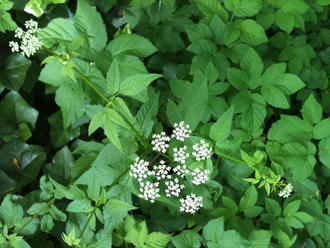 a cluster of many tiny white flowers, against a background of many compound leaves forming a groundcover
