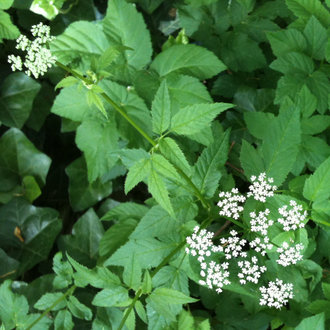 a cluster of many tiny white flowers, against a background of many compound leaves forming a groundcover