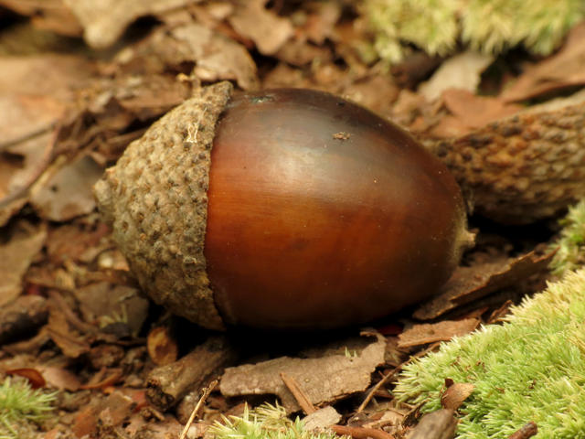 Closeup of an acorn with smooth, dark reddish-brown shell and thin cap, on ground with moss and leaf litter