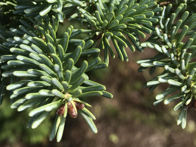 closeup of twigs with blue-green blunt-tipped needles projecting out at all angles, looking lush and full