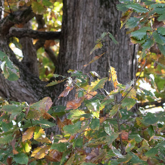 Swamp Chestnut Oak