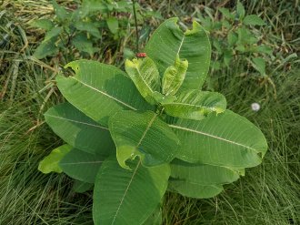 plant with opposite, oval-shaped leaves with smooth margins, the topmost leaves small and wrinkled, growing in grass