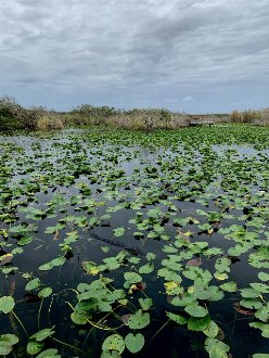 water lilies in a pond, with a just-visible alligator if you look closely