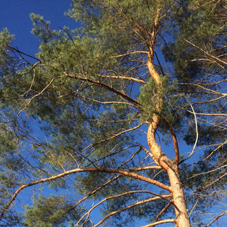 Scotch Pine, Tree City