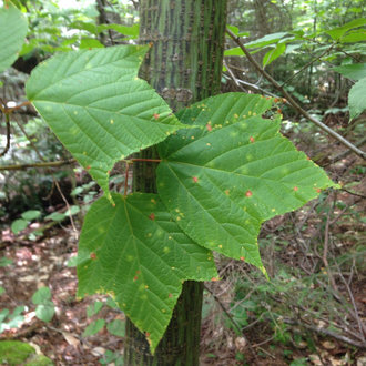 thumbnail of Striped Maple