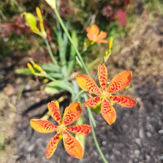 Blackberry Lily