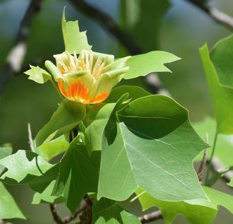 orange and pale green, cup-shaped flowers with pale yellow flower parts, lobed, flat-tipped leaves, and dull gray branches