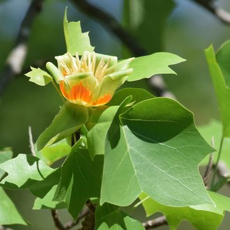 orange and pale green, cup-shaped flowers with pale yellow flower parts, lobed, flat-tipped leaves, and dull gray branches