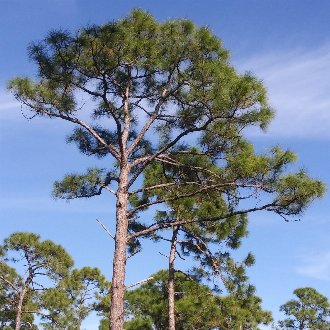 Slash Pine