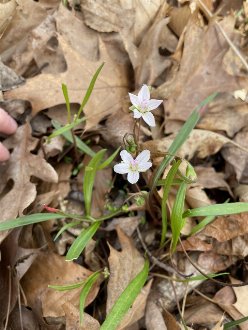 a plant with narrow leaves and two white-and-pink 5-petaled flowers, poking up through leaf litter