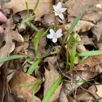 thumbnail of Narrow-leaved Spring Beauty