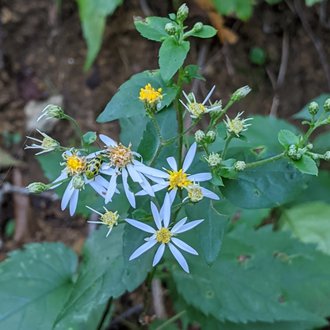 White Wood Aster