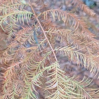 thumbnail of Bald Cypress