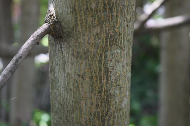 closeup of a tree trunk with smooth bark with very fine, squiggly vertical stripes
