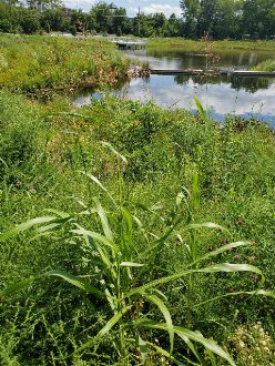 a tall grass rising above other meadow-like vegetation next to a pond