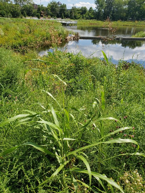 a tall grass rising above other meadow-like vegetation next to a pond