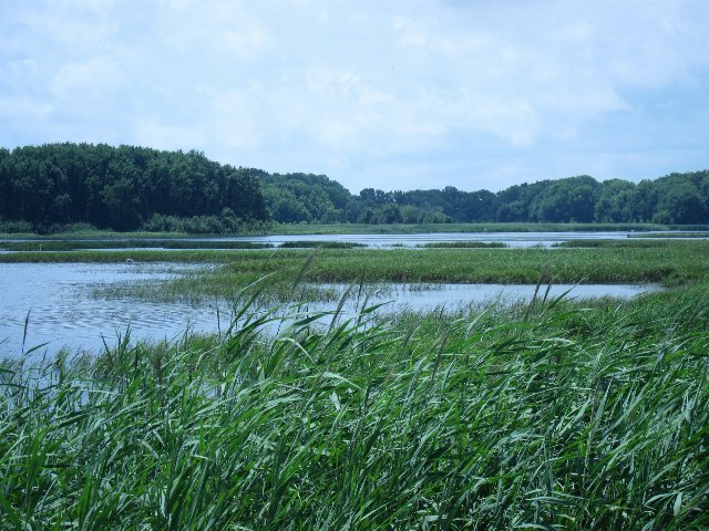 A grassy wetland in the foreground with open water behind, and lush forests in the distance