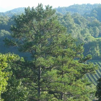 Shortleaf Pine (Pinus echinata) 