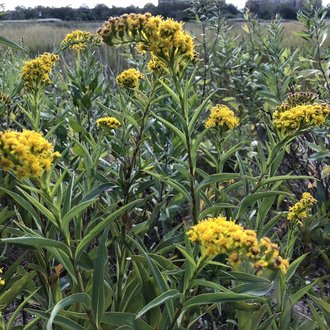 Seaside Goldenrod