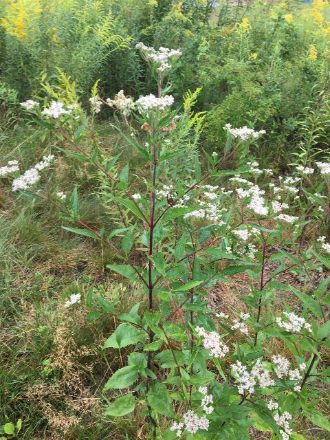 a tall plant with opposite, triangular, serrated leaves and clusters of white flowers, in a meadow